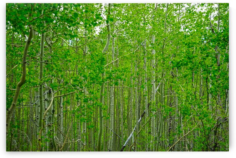 New Growth - Colorado by 360 Studios