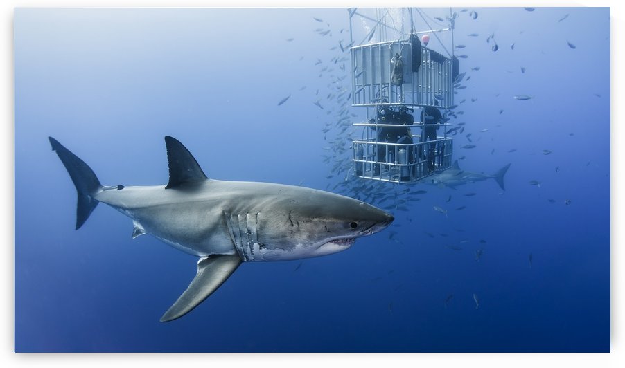 Animals in cage by 1x