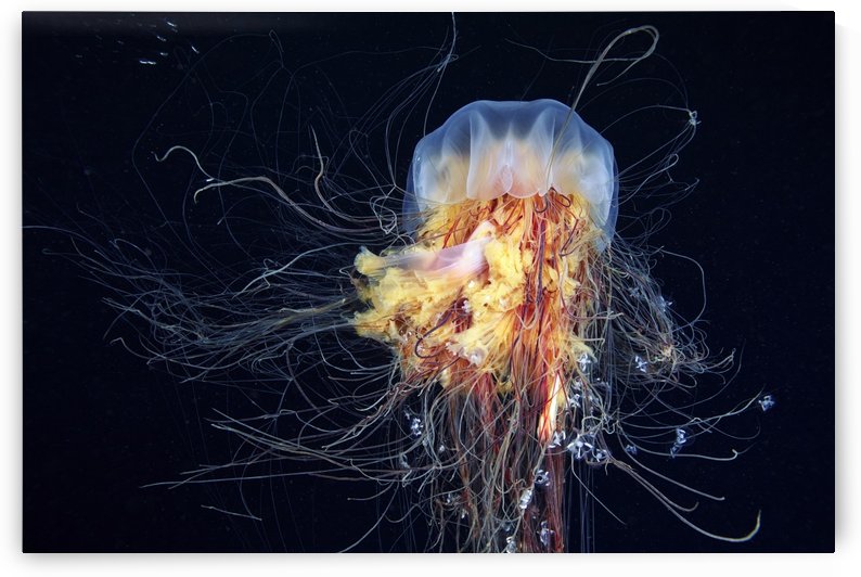 Giant Lion's Mane by 1x