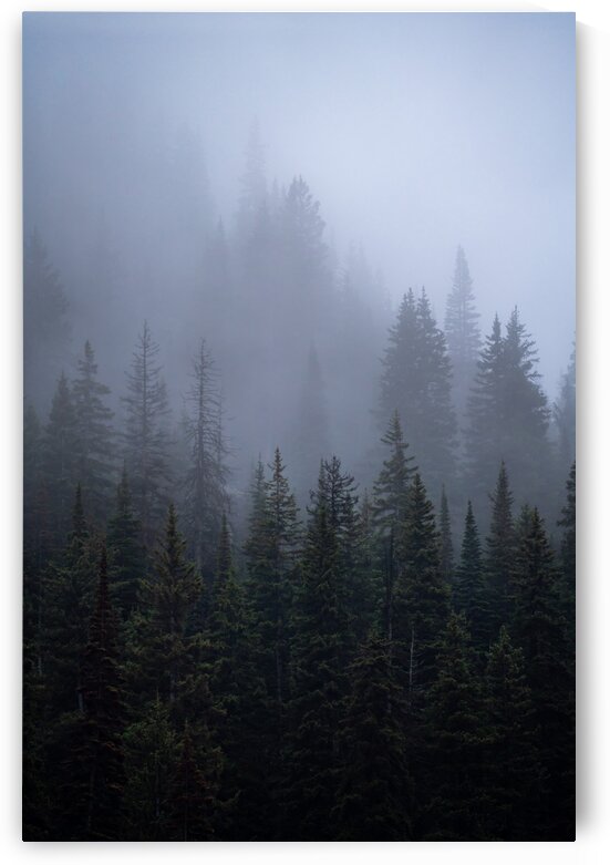 Moody Trees in Montana by Noah Lang