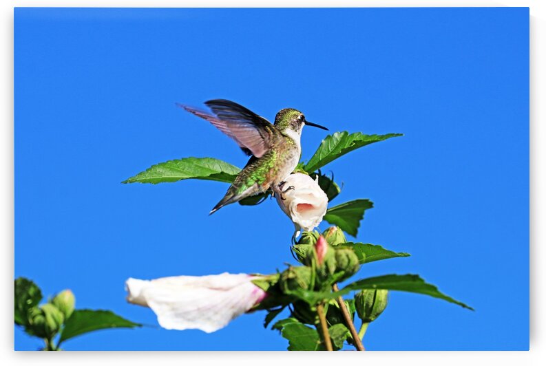 Hummingbird And Rose Of Sharon by Deb Oppermann