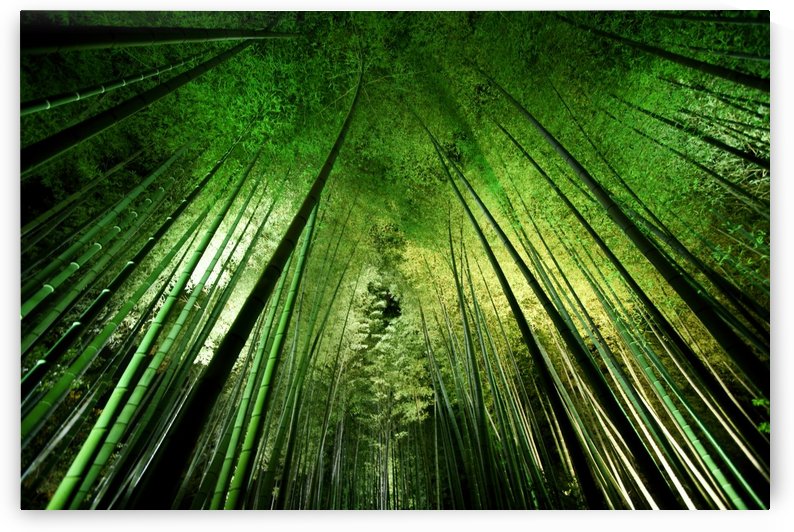 Bamboo night by 1x