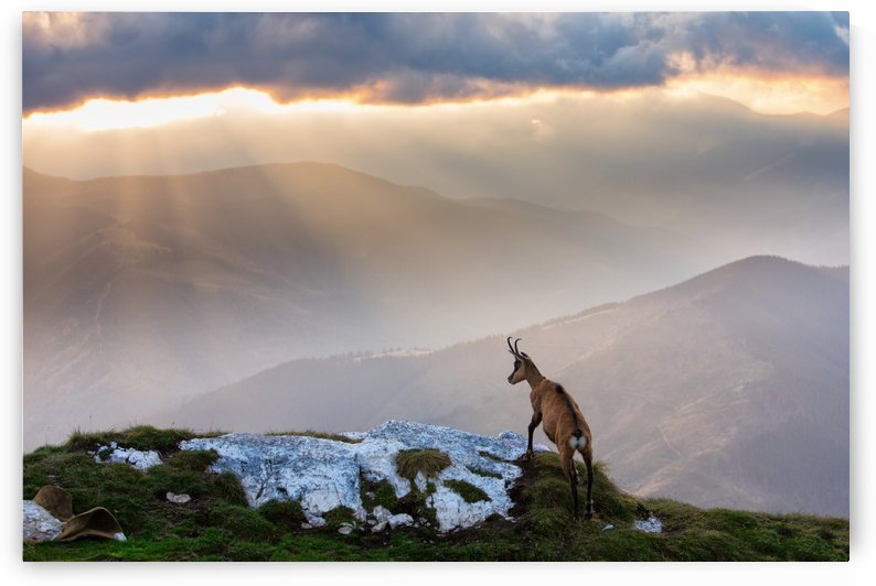 Chamois in Piatra Craiului Romania by 1x