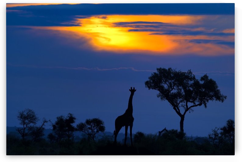 A Giraffe at Sunset by 1x