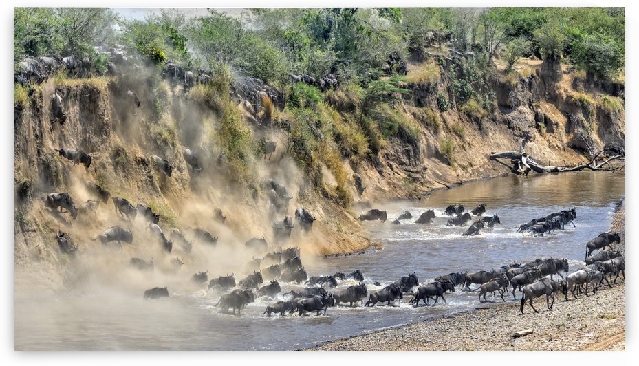 Great Migration by 1x