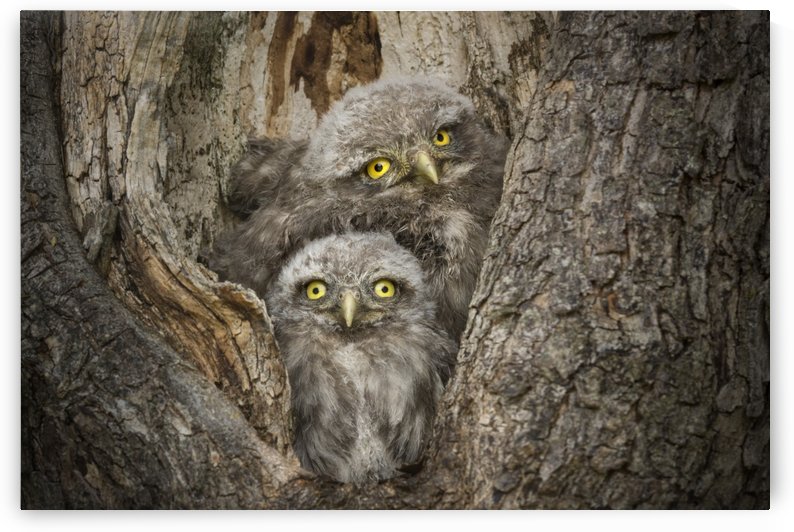 Civ and Civ by Alberto Ghizzi Panizza by 1x