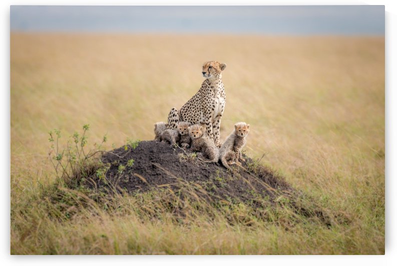 Regal Protector by Ted Taylor  by 1x