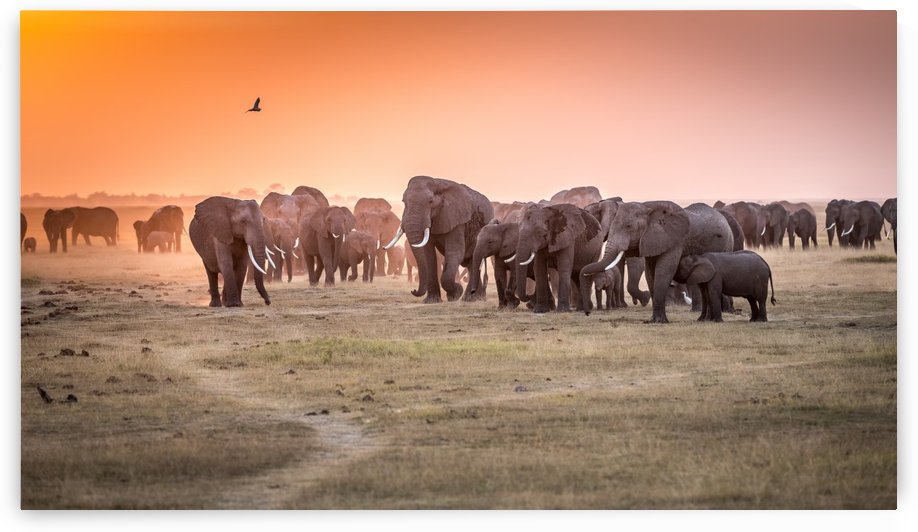 Amboseli Morning Stroll to Starbucks by 1x