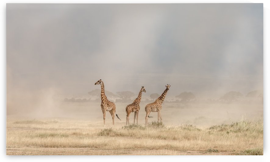Weathering the Amboseli Dust Devils by 1x