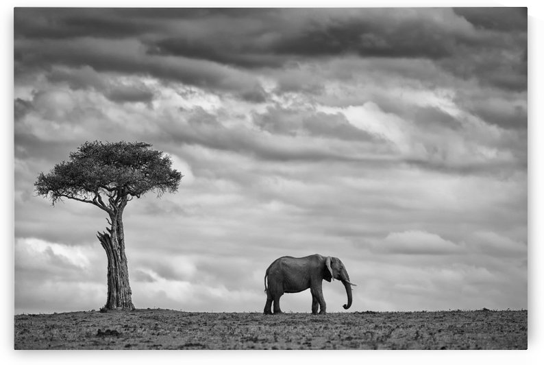 Elephant Landscape by Mario Moreno  by 1x