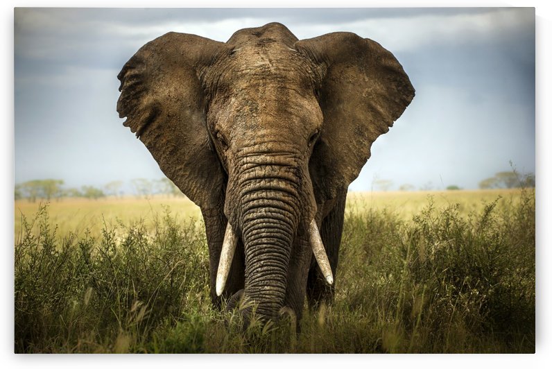 Encounters in Serengeti by 1x