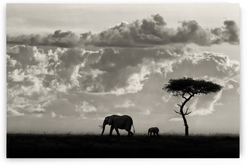 Silhouettes of Mara by 1x