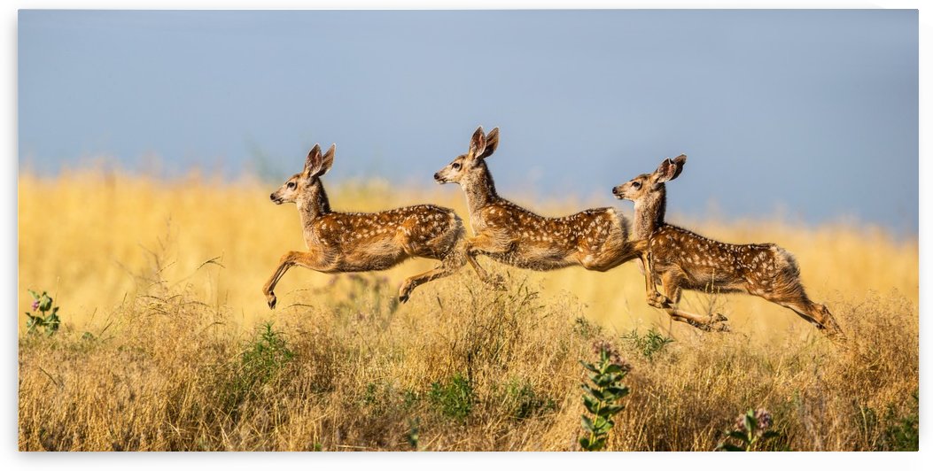 Tripple Jump by verdon   by 1x