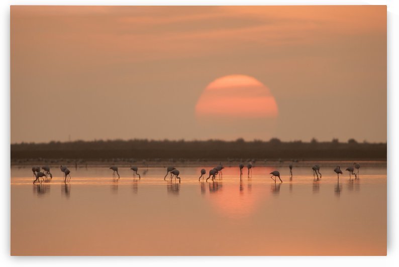 Flamingos at Sunrise by 1x