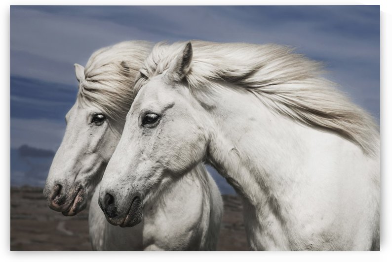 Blowing by Bragi Ingibergsson by 1x