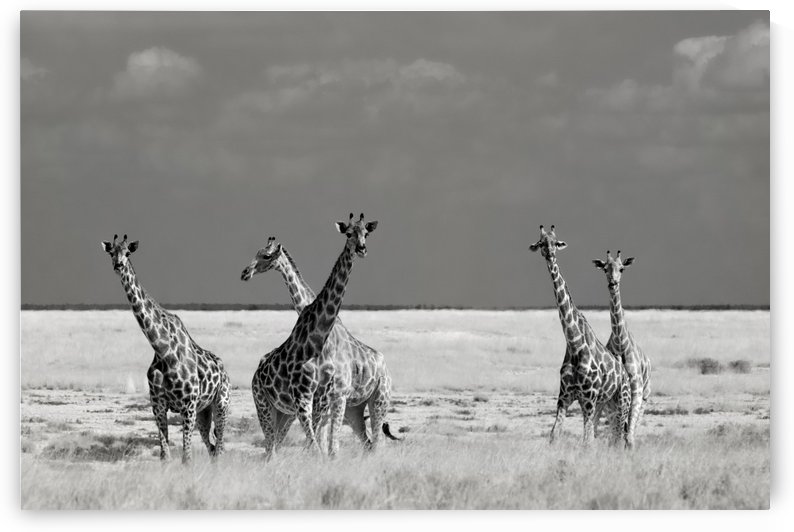 Look Girl Strange Animals by So Sad Mathilde by 1x