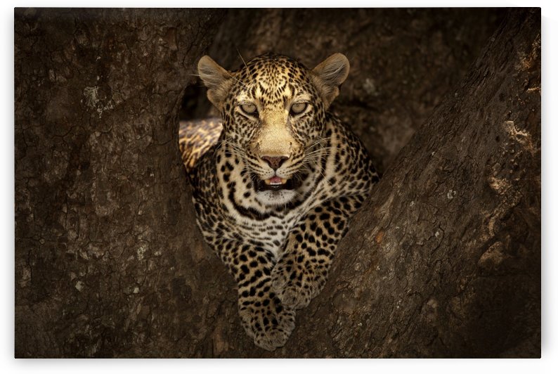 Leopard Resting on a Tree at Masai Mara by 1x