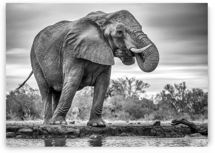 Standing Proud by Jaco Marx  by 1x