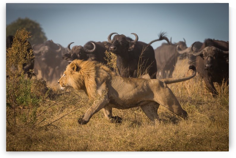 Running for his Life by Marc Meijlaers  by 1x