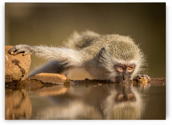 Reflection by Jaco Marx  by 1x