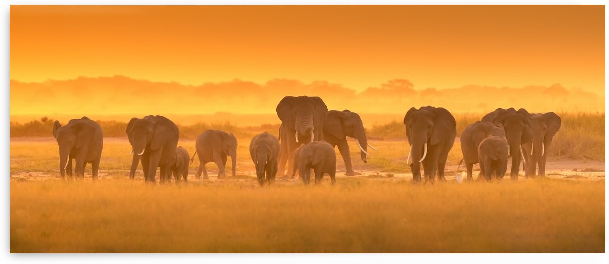 Golden Light by David Hua  by 1x