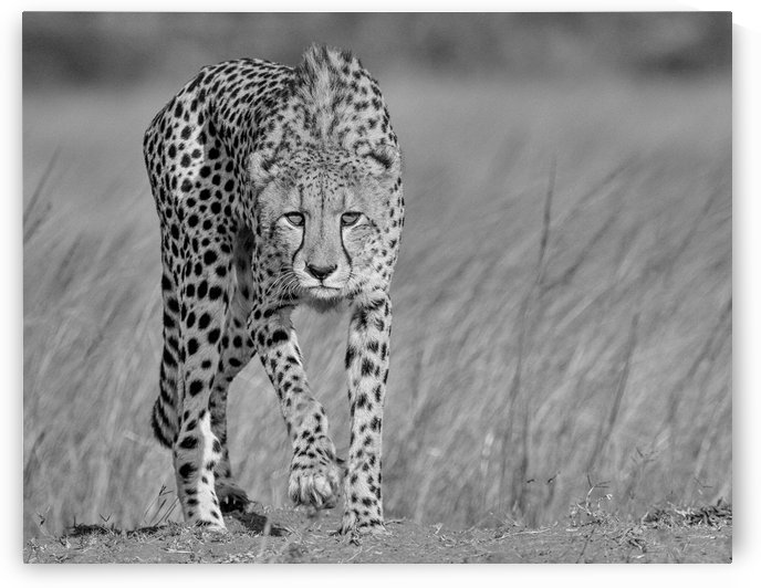 Focused predator by Jaco Marx  by 1x