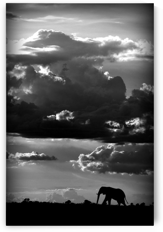 He walks under an African Sky by WildPhotoArt   by 1x