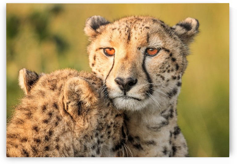 Cheetah eyes by 1x