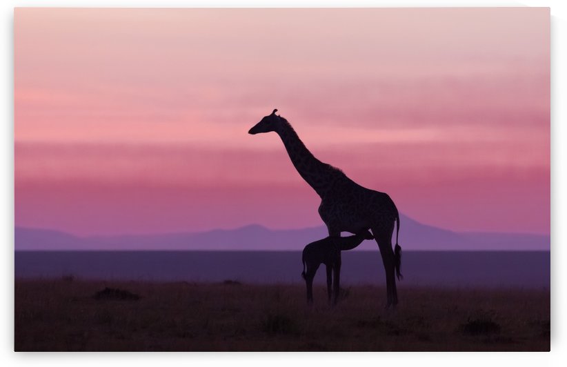 Good morning Masai Mara 7 by 1x