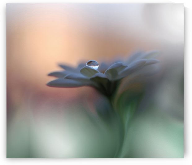 Eyes of the Light by Juliana Nan  by 1x