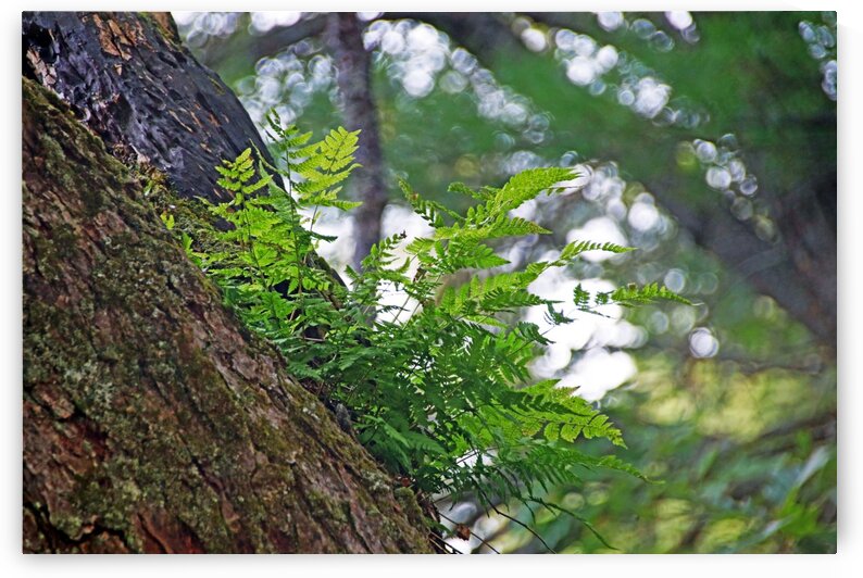 Fern Growing Up High by Deb Oppermann