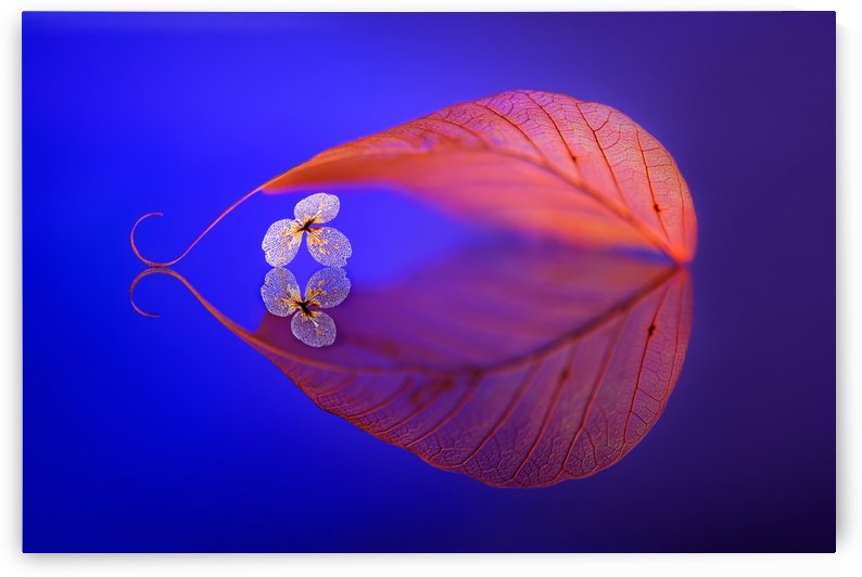 Flower in Heaven by 1x