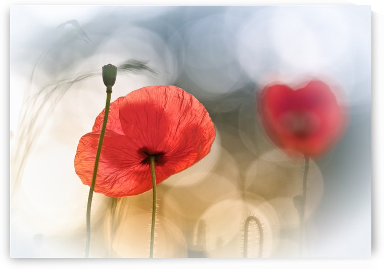 Morning Poppies by 1x