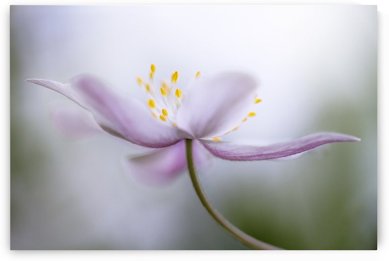 Nemorosa by 1x