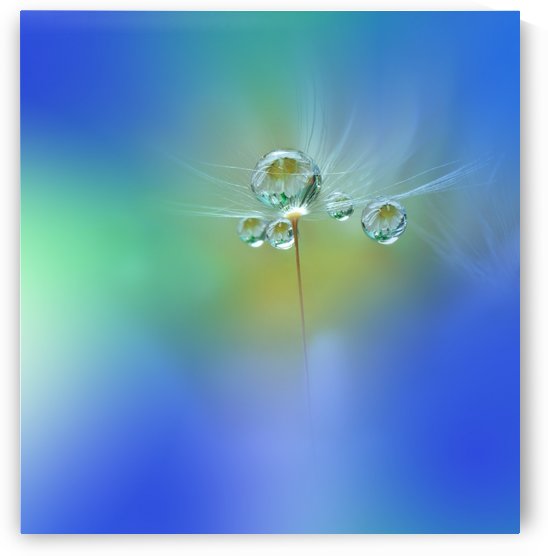 World of Drops by 1x