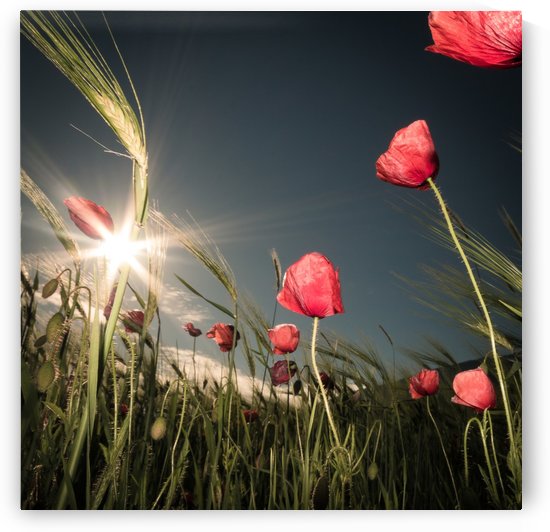 Summer is Here by 1x