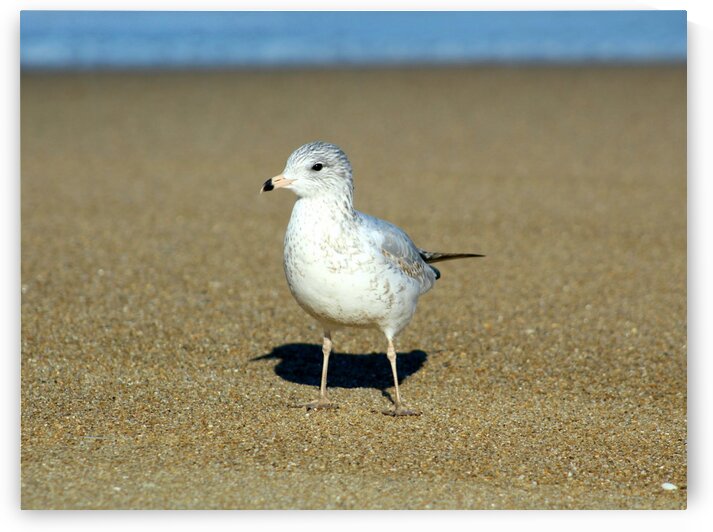 Curious Seagull by The NC Geek