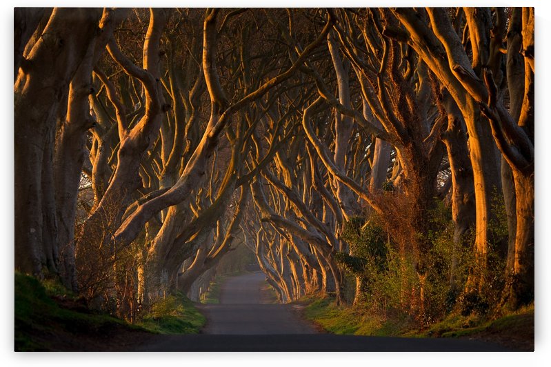 The Dark Hedges in the Morning Sunshine by 1x