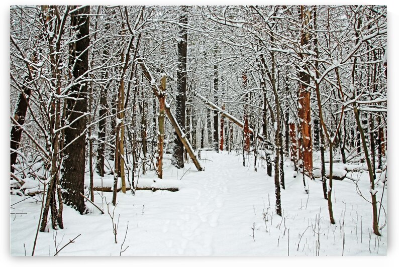 Cold And Crisp Winter Forest by Deb Oppermann