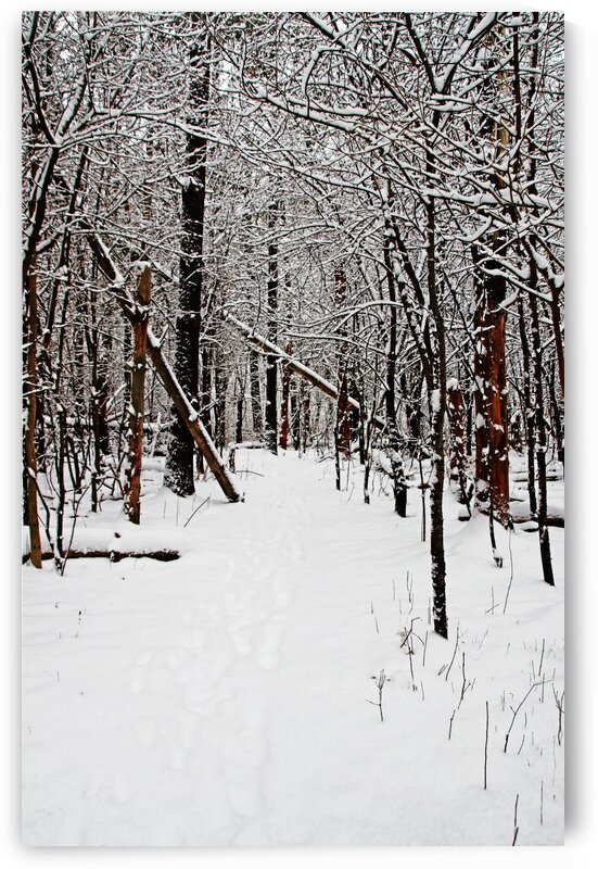 Cold And Crisp Winter Forest I by Deb Oppermann