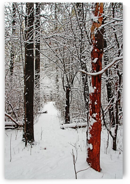 Decked In Snow by Deb Oppermann