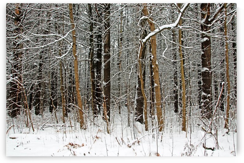 The Browns Of Winter by Deb Oppermann