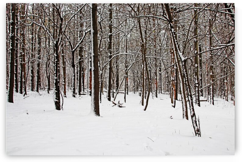 The Browns Of Winter I by Deb Oppermann