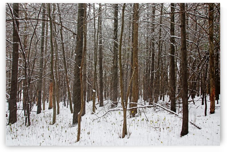 Snowing In The Forest by Deb Oppermann