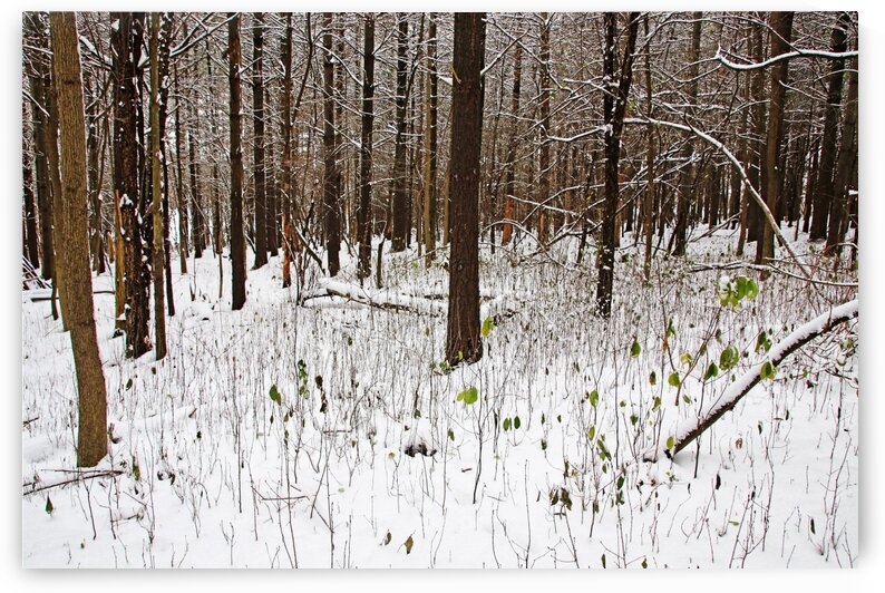 Dashes Of Green In Winter Forest by Deb Oppermann