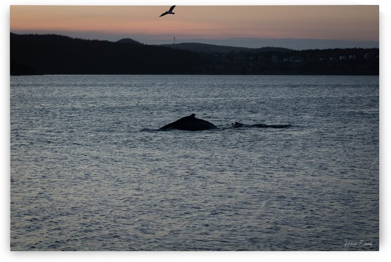 Whale  by Dawn Evans