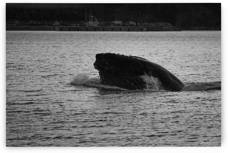 Humpback whale by Dawn Evans
