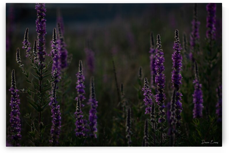 Purple flowers by Dawn Evans