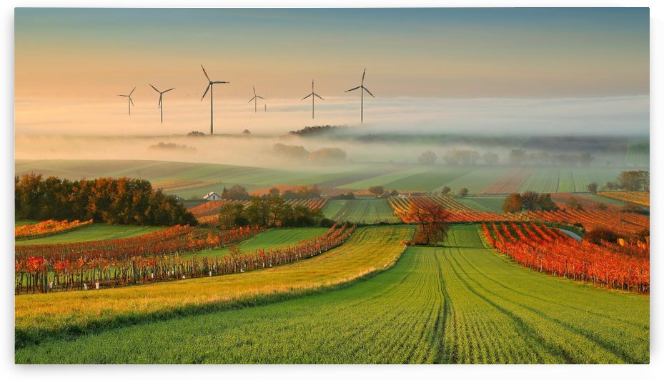 Autumn Atmosphere in Vineyards by Matej Kovac  by 1x