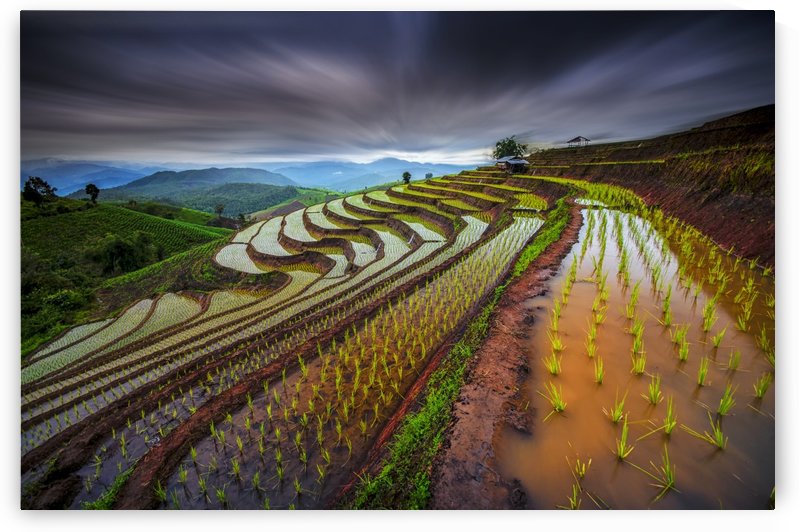 Unseen Rice Field by 1x